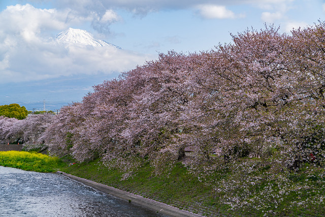Cherry Blossoms, River and Mt. Fuji (DSC00574_LR)