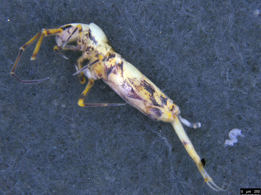 5 - Lepidosira near australica sp.