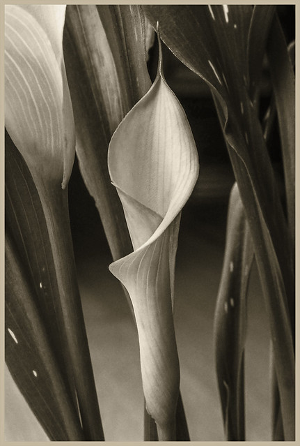 Flowers #33 2021; Calla Lily