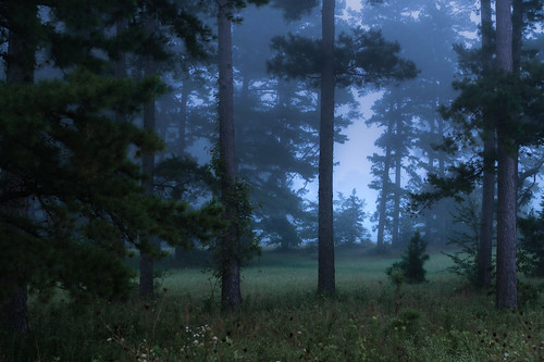 arkansas color colour fog foggy forest forests fullframe landscape landscapes mena morning nature naturephotography sonyalpha travel usa unitedstates a7rii fav25 fav50 fav75 fav100 fav125 fav150