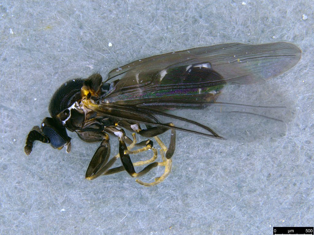 7a - Bibionidae sp.