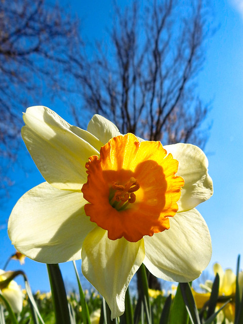 Daffodils in the Sun