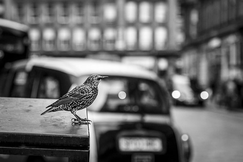 leanneboulton bird starling bwphotography contrast urban street streetphotography urbanlandscape naturephotography wildlifephotography wildlife animal nature avian feathers eyes beak claws perch humanity human dirty trash rubbish waste pollution juxtaposition speckled pattern beautiful tone texture detail depthoffield bokeh bokehlicious naturallight outdoors outside city scene life living canon canon5dmkiii 70mm ef2470mmf28liiusm black white blackwhite bw mono blackandwhite monochrome glasgow scotland uk