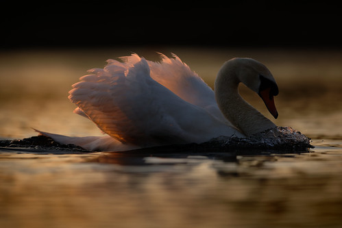 swan sunset notfolk broads whitlingham water nikon jonathan casey wildlife bird photography