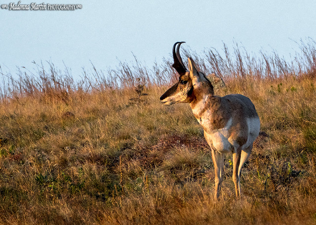 pronghorn antelope at dawn
