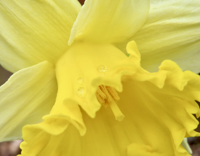 Daffodil kissed with liquid sunshine (aka Rain!)