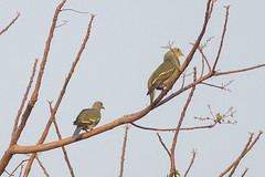 Sri Lanka Green-Pigeon