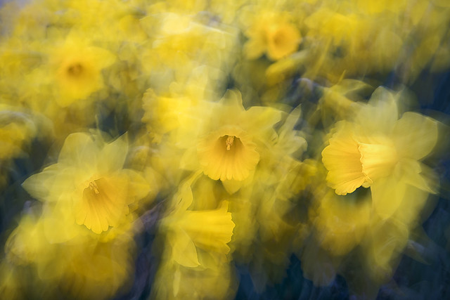 Daffodils at Holland Park (ICM)