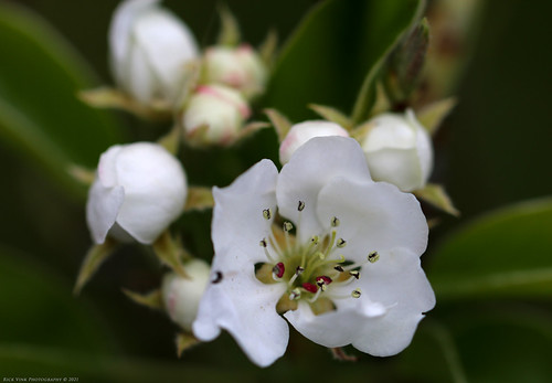 pear blossom | by Rick & Bart