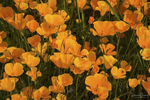 gold orange green poppy poppies wildflowers wildflower lakeberryessa napacounty coastrange northbay bayarea northerncalifornia california