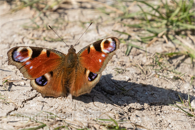 Peacock Butterfly 1