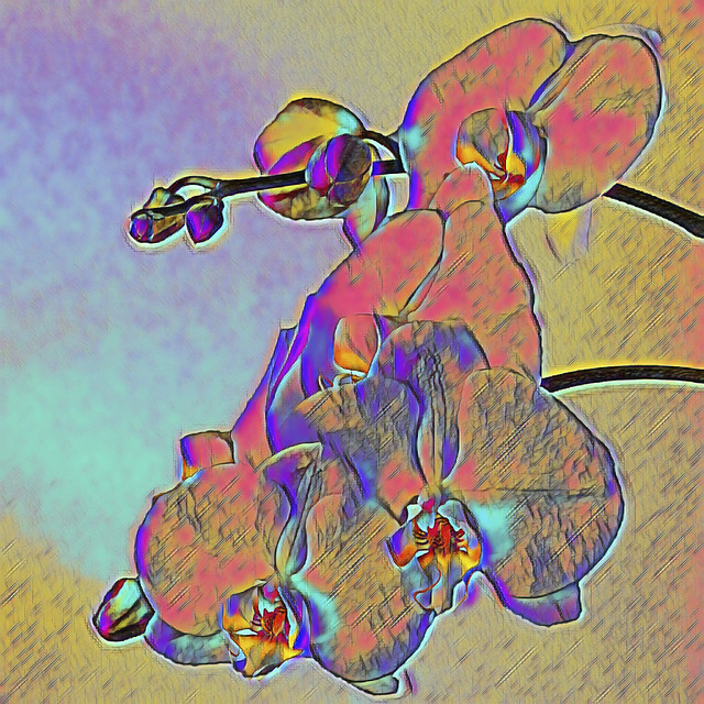 20210404 Phalaenopsis Orchid