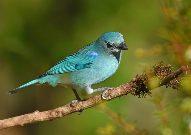 Sanhaçu-de-encontro-azul / Azure-shouldered tanager