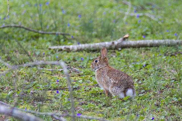 Eastern Cottontail - Cookeville, Tennessee