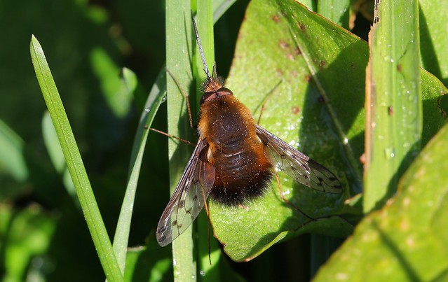 Dotted Bee-fly (Bombylius discolour) 040421 (1)