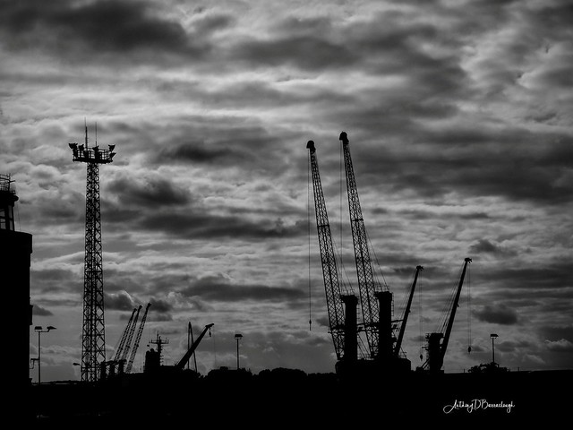 Cranes - Kaliningrad  676-1