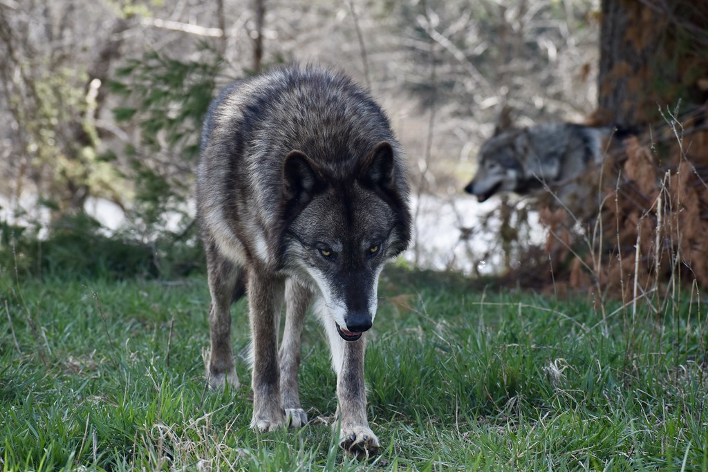 Niko, Male Gray Wolf, Wolf Park | Niko came to Wolf Park in … | Flickr