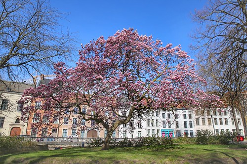 Blooming pink magnolia at Dijleterrassen in Leuven