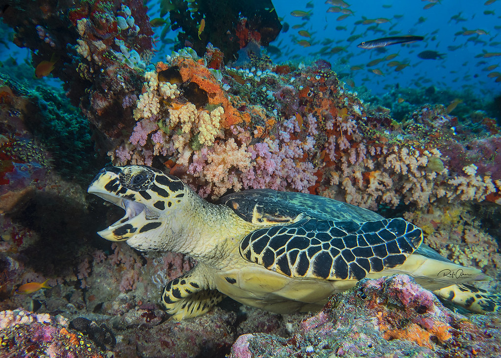 Hawksbill Sea Turtle - Eretmochelys imbricata