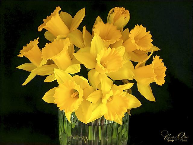 Easter daffodils