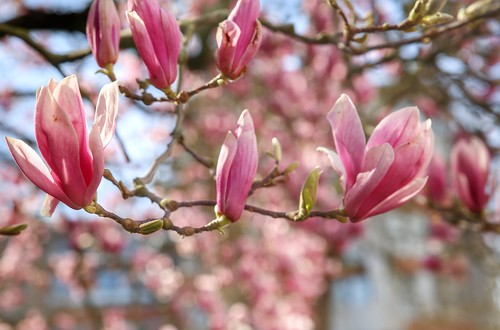 Blooming pink magnolia at Dijleterrassen in Leuven
