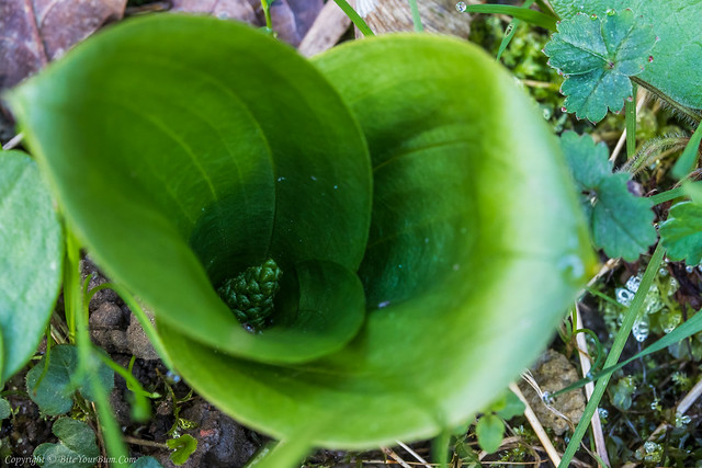 Common Twayblade Orchid (Neottia ovata)