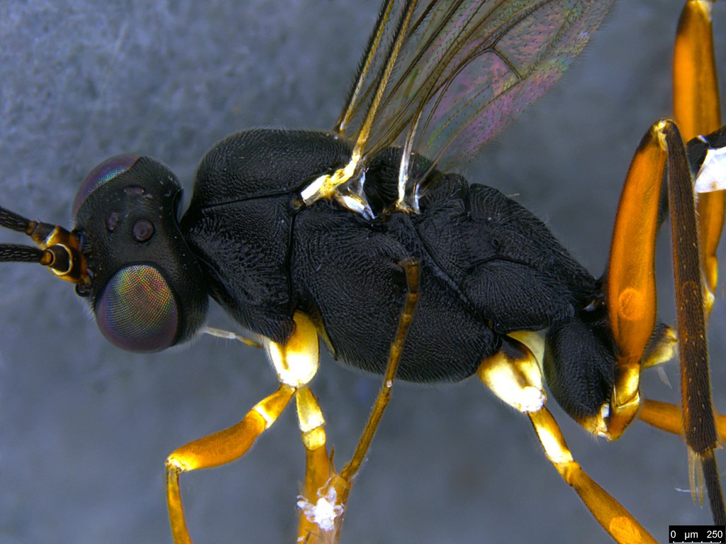 16b - Ichneumonidae sp.
