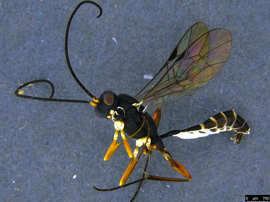 17a - Ichneumonidae sp.