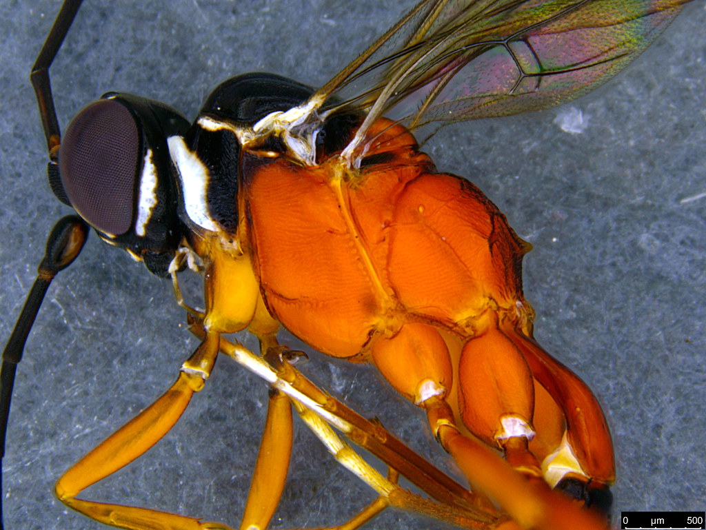 19b - Ichneumonidae sp.