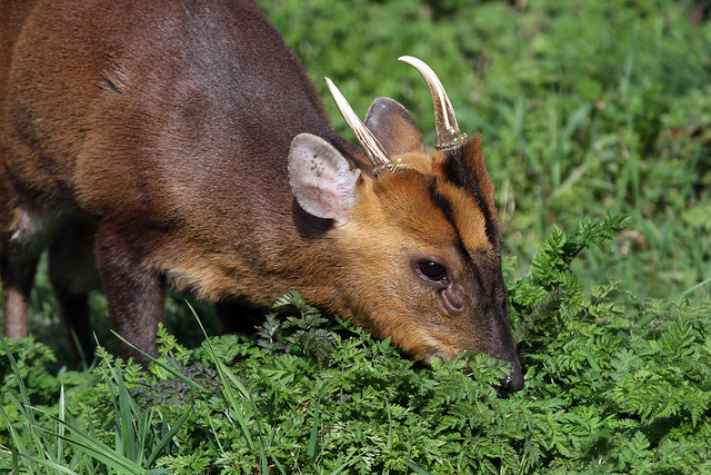 Muntjac in the garden