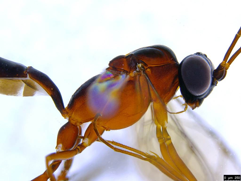 21d - Ichneumonidae sp.