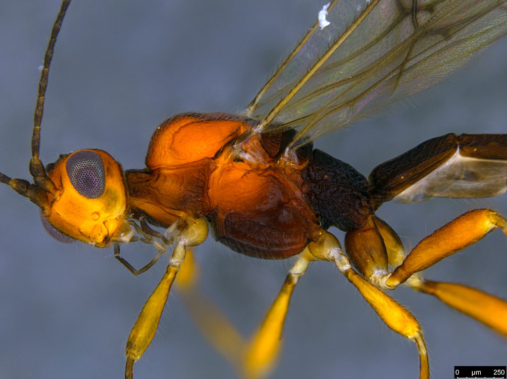 22b - Ichneumonidae sp.