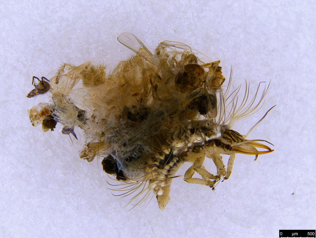 31a - Chrysopidae sp.