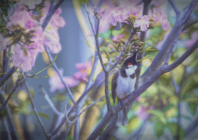 Bulbul in the blossom
