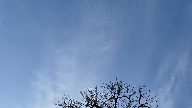Cirrus clouds and tree