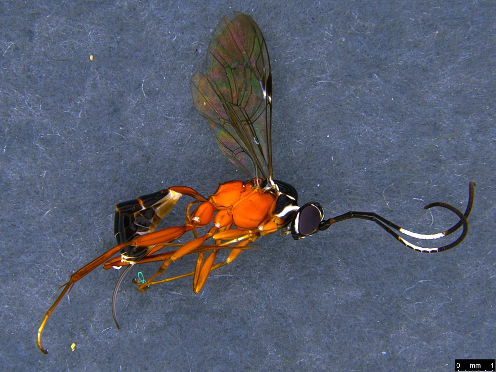 18a - Ichneumonidae sp.