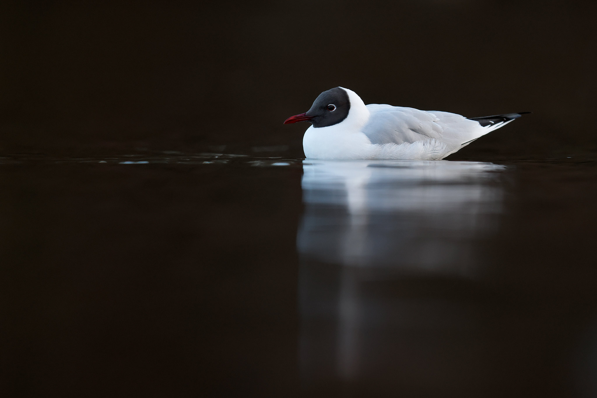 Chroicocephalus ridibundus | Black-headed Gull | skrattmås