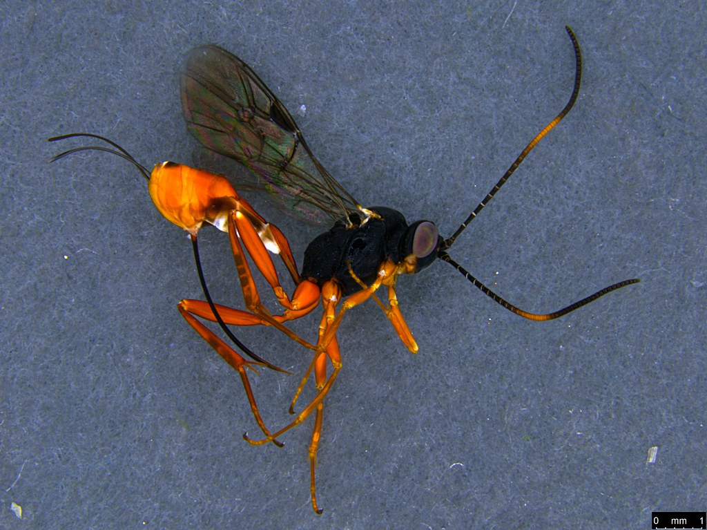 14a - Ichneumonidae sp.