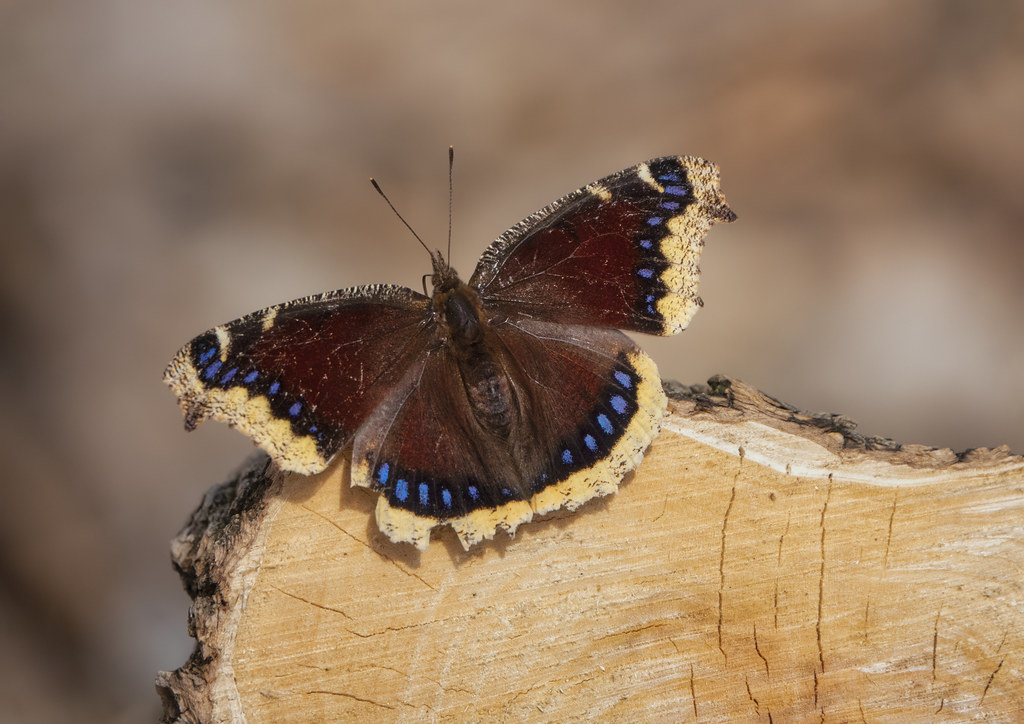Papillon du printemps - Spring butterfly