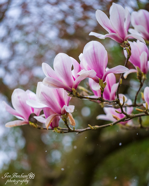 Snow magnolias