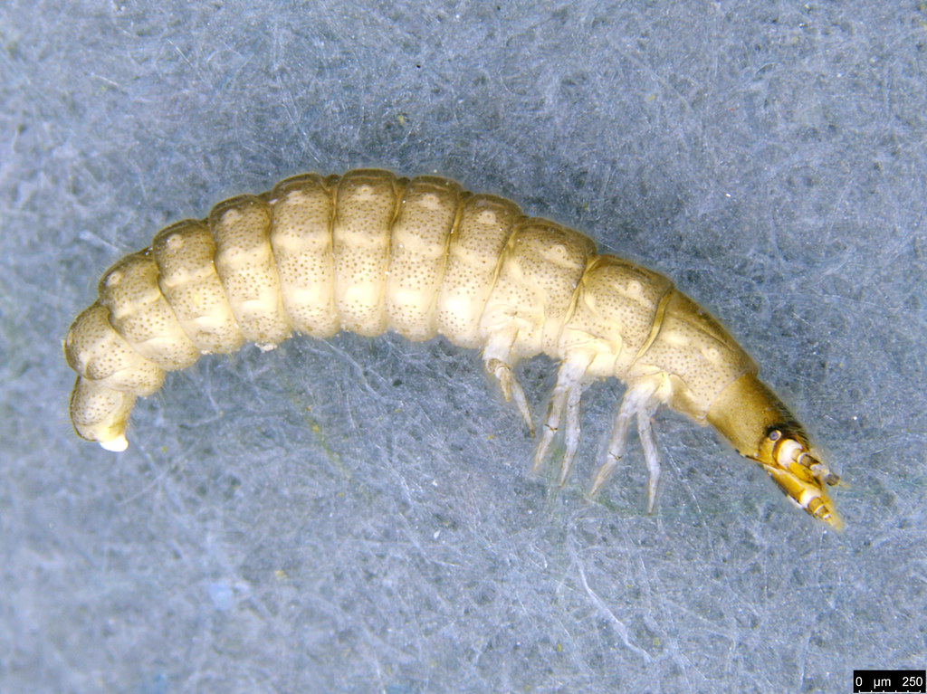 6b - Coleoptera sp.
