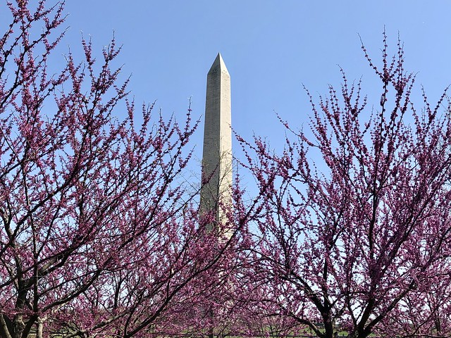 Redbuds frame Washington Monument, National Mall, Washington, D.C.