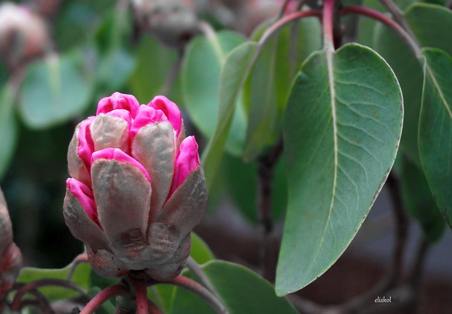 RHODODENDRON KNOSPE