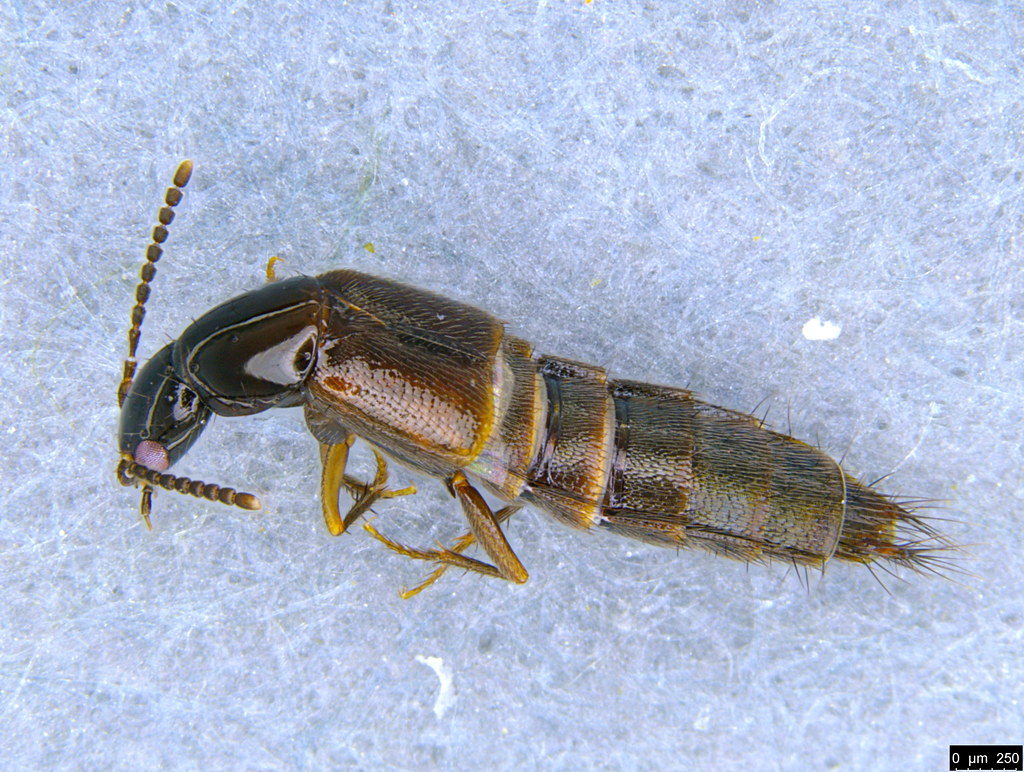 10 - Staphylinidae sp.