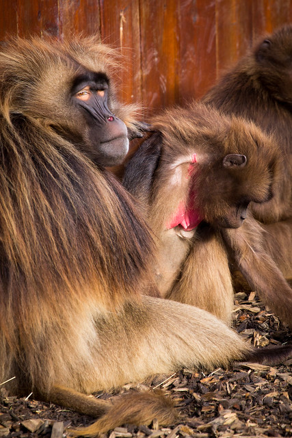 Gelada Baboons Grooming