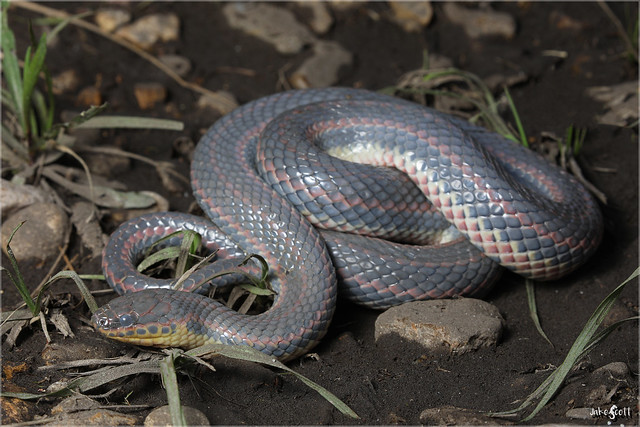 Common Rainbow Snake (Farancia erytrogramma)