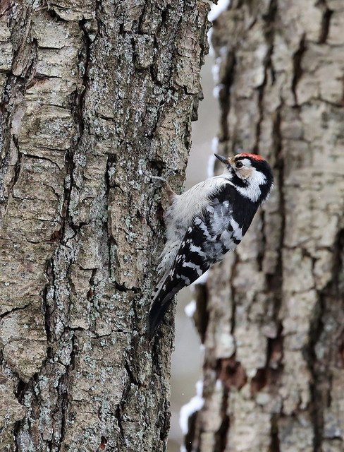 Lille flagspætte (Lesser Spotted Woodpecker / Dendrocopos minor)