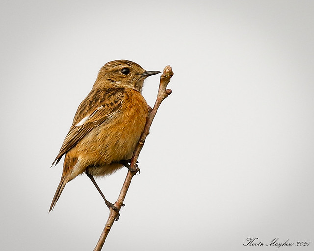 Stonechat_82A5921