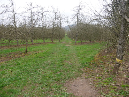 Martley Orchards