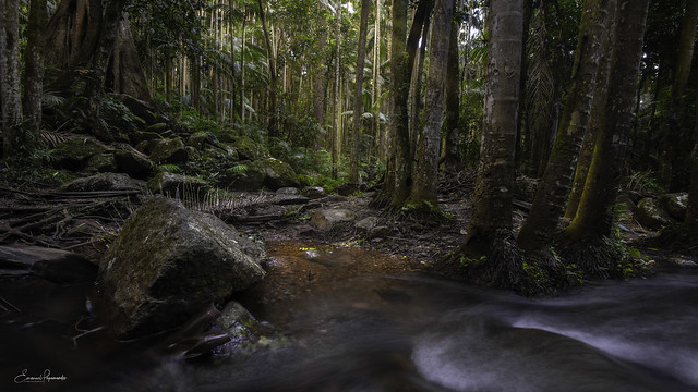 Mt Tamborine rain forest